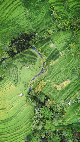 An aerial view of lush, green terraced rice fields interspersed with clusters of palm trees and vegetation. A small structure is visible among the fields, and a winding stream adds contrast to the vibrant landscape.