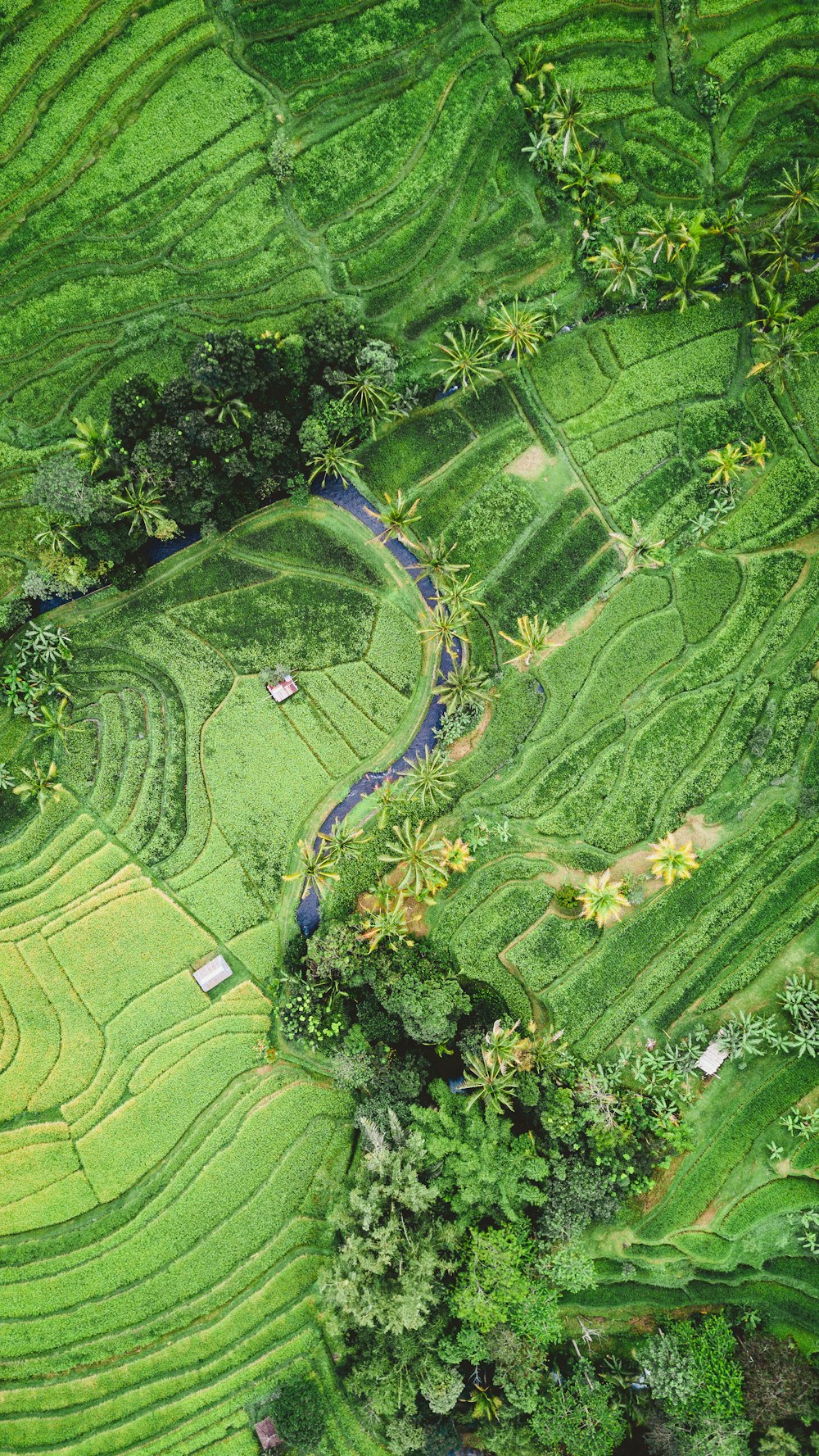 green fields and trees in aerial photography