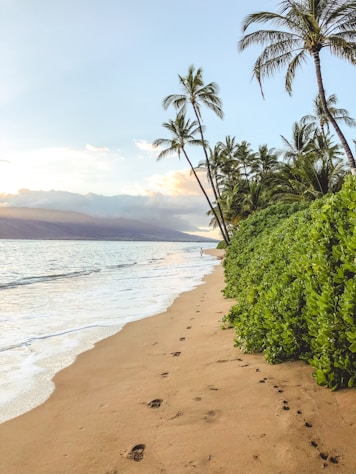 Hawaii Natur Jungle Strand