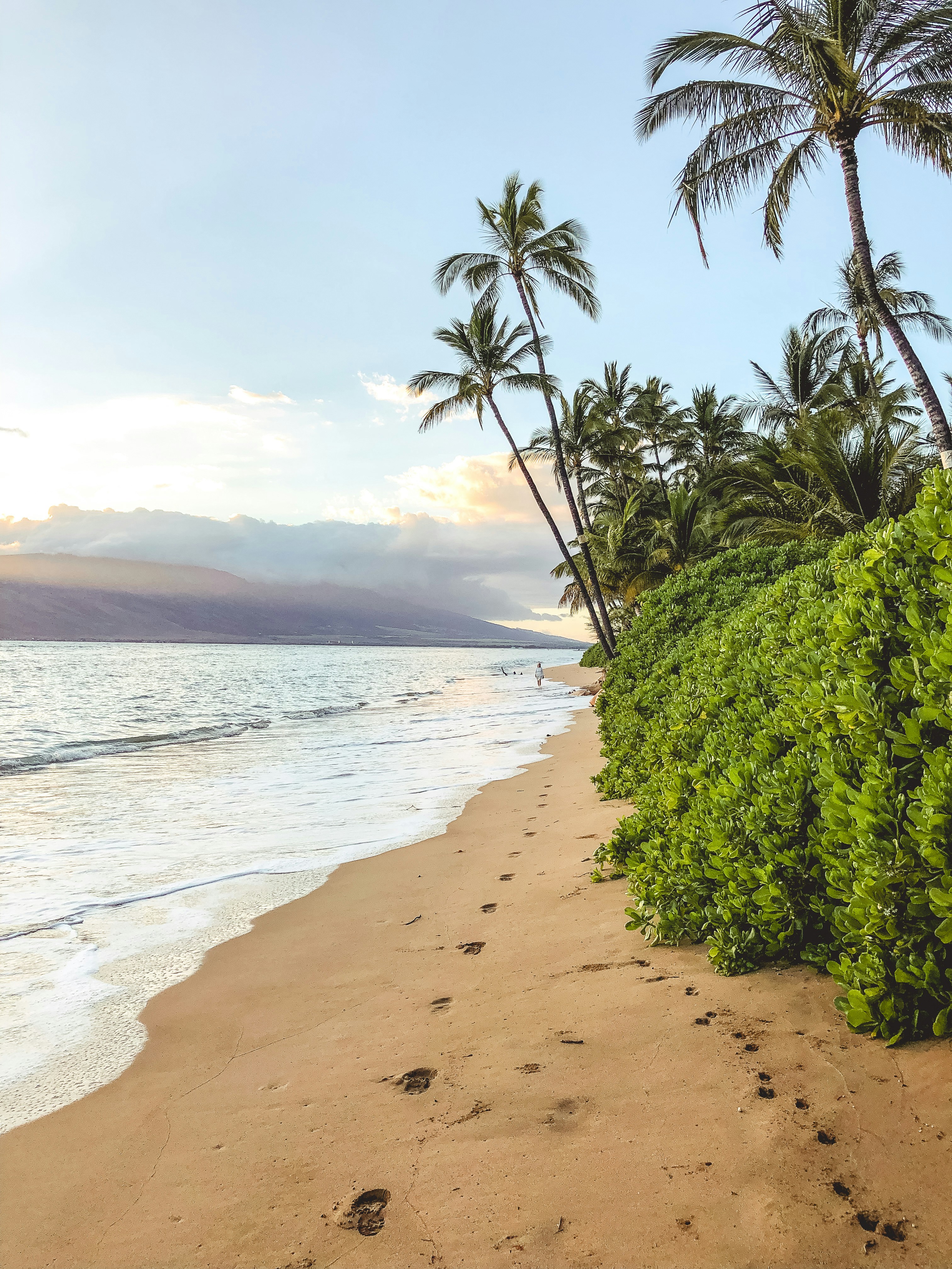 forest beside blue sea