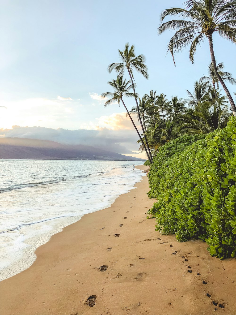 forest beside blue sea