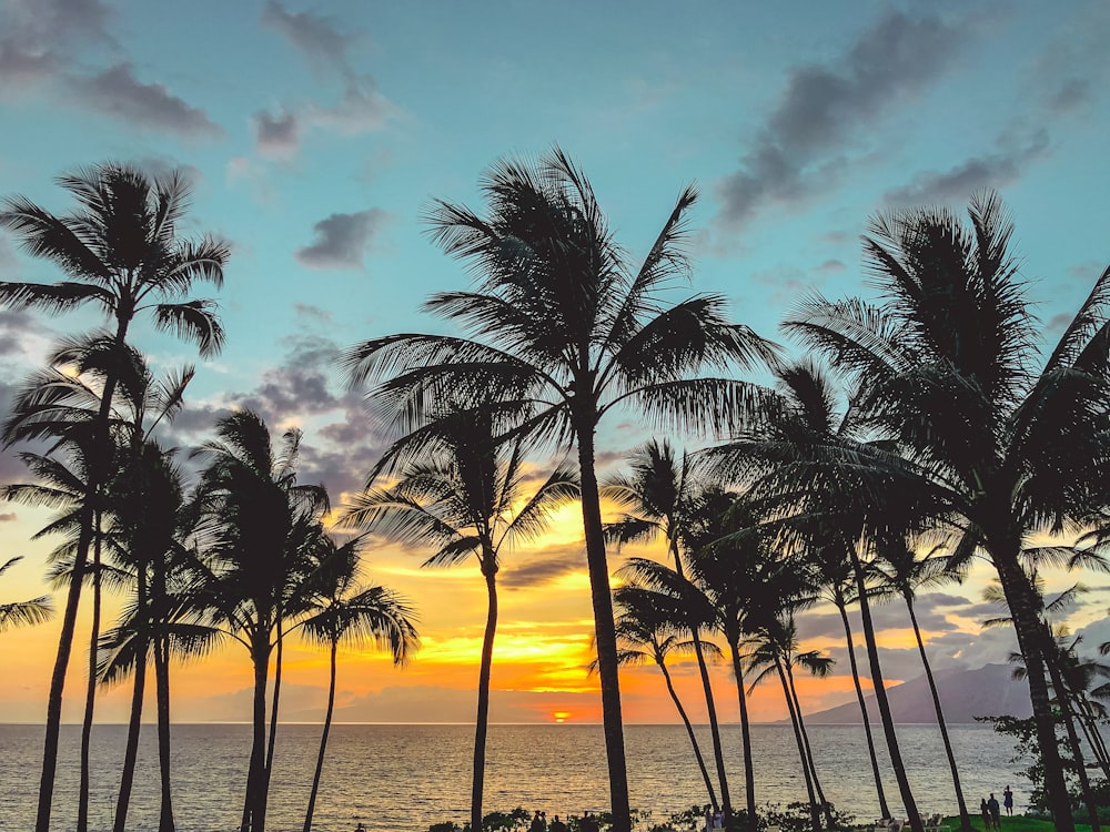 palm trees facing the sea