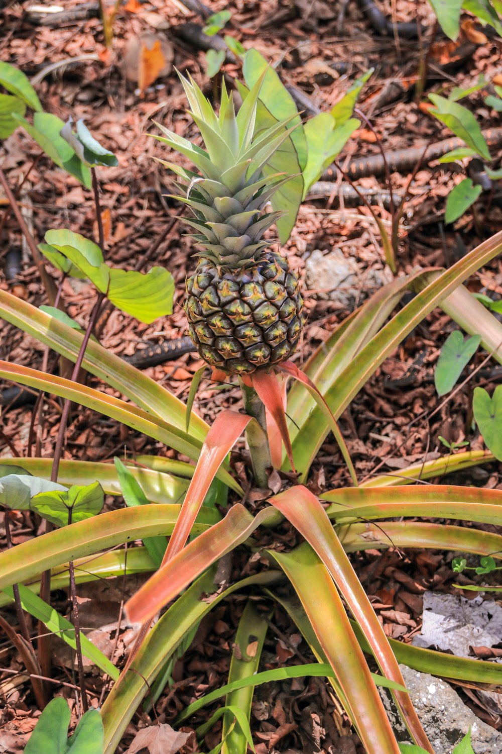 foto de closeup da fruta do abacaxi