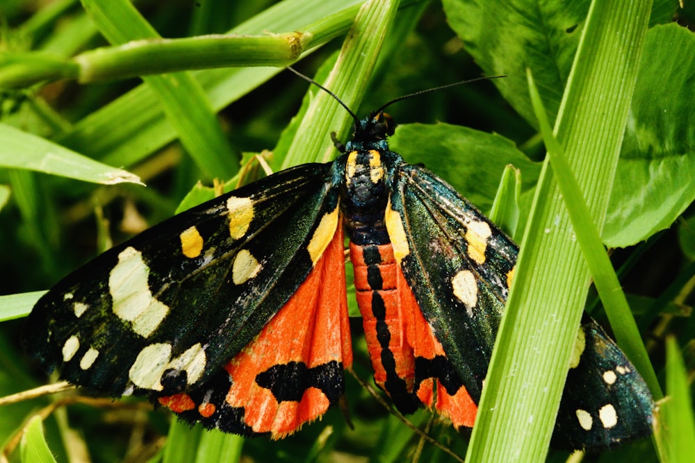 black and orange moth perched on green leaf