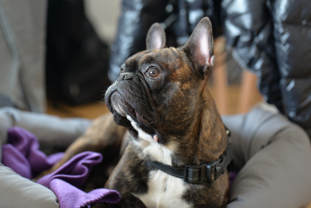 brown French bulldog