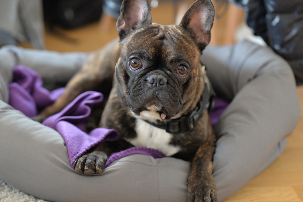 brown dog lying on pet bed