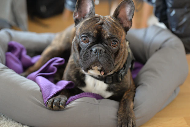 Pet bed for pet comfort and care settings