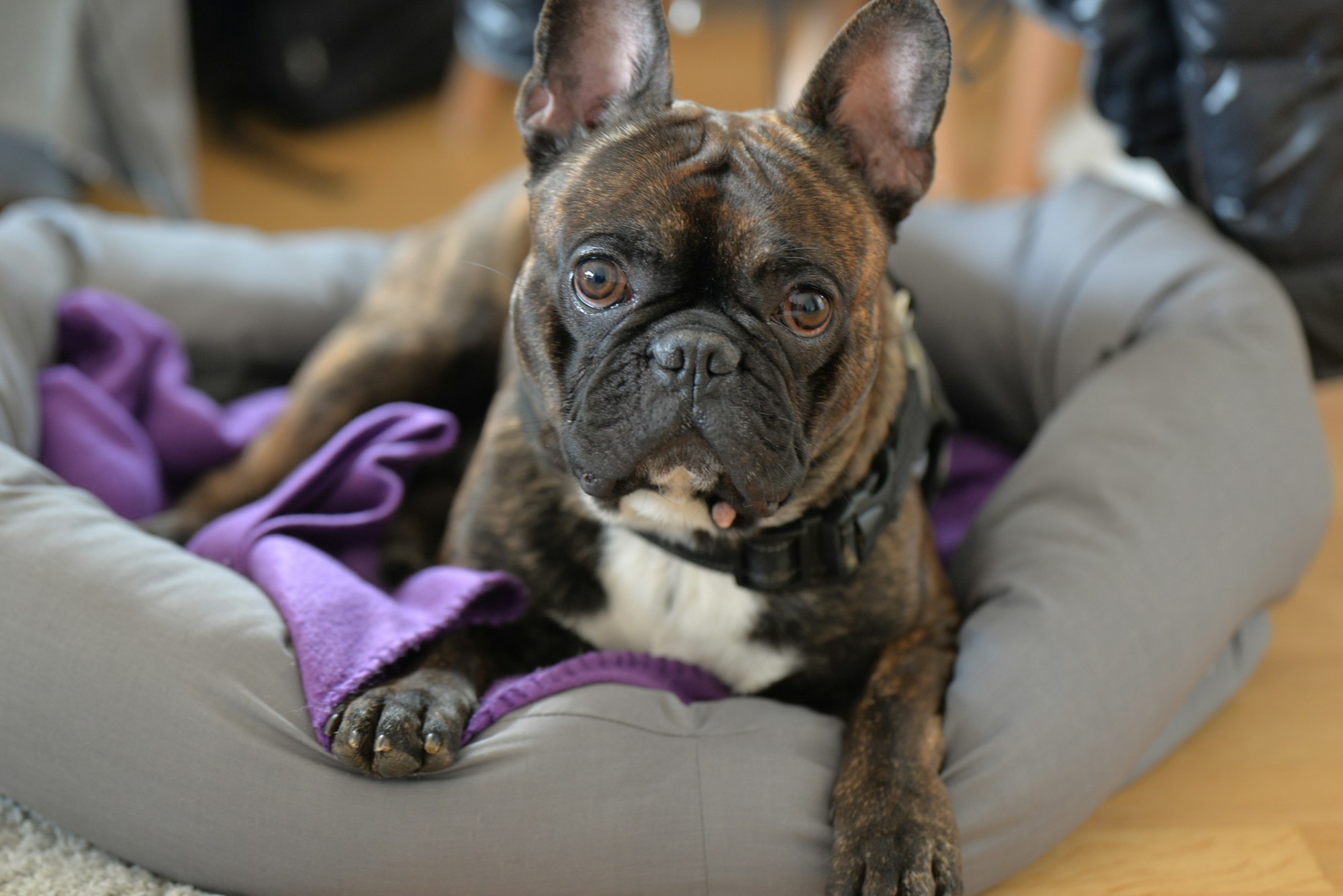 3 Best Dog Beds for French Bulldogs in 2022 [Buying Guide]