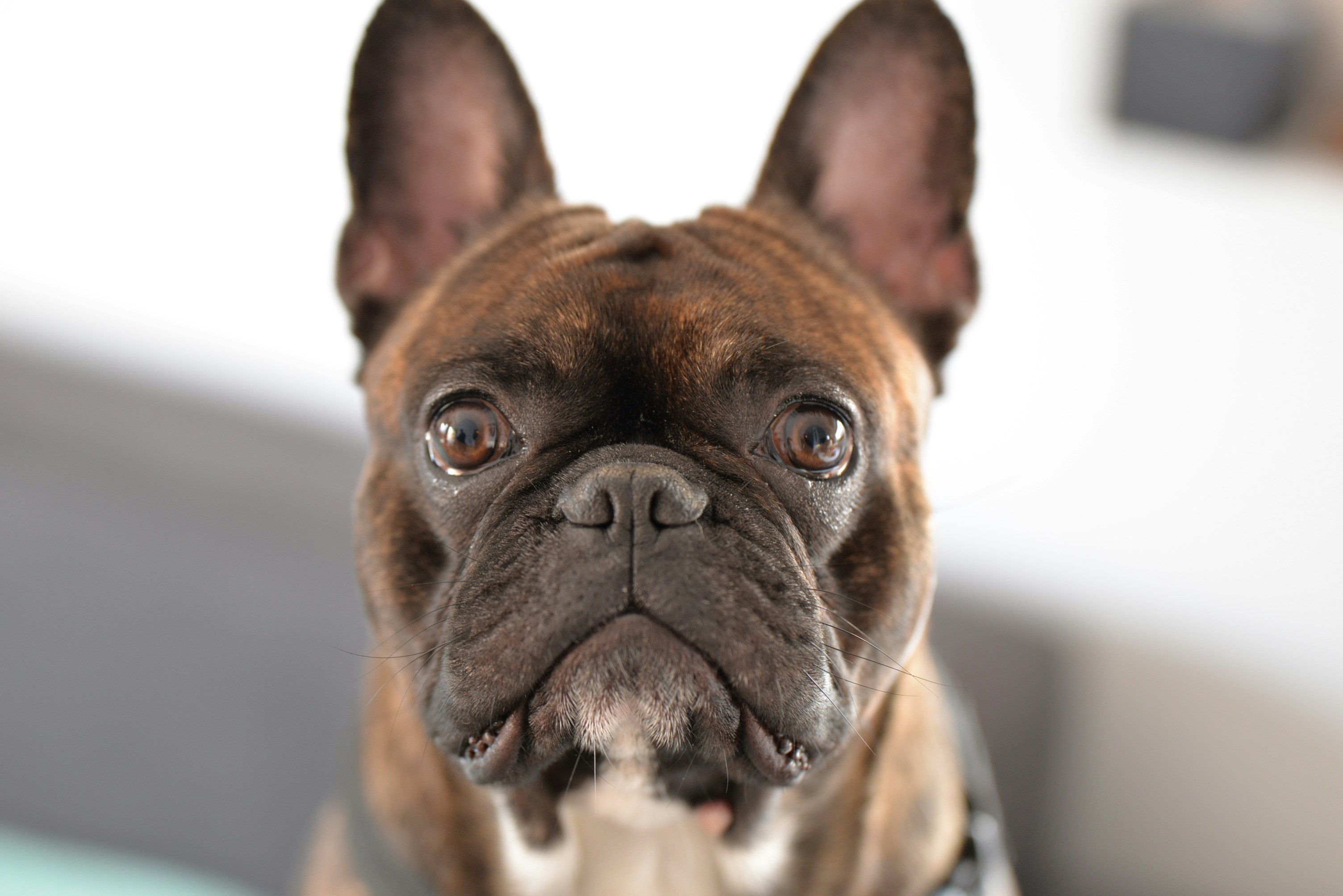 best dog food for french bulldogs