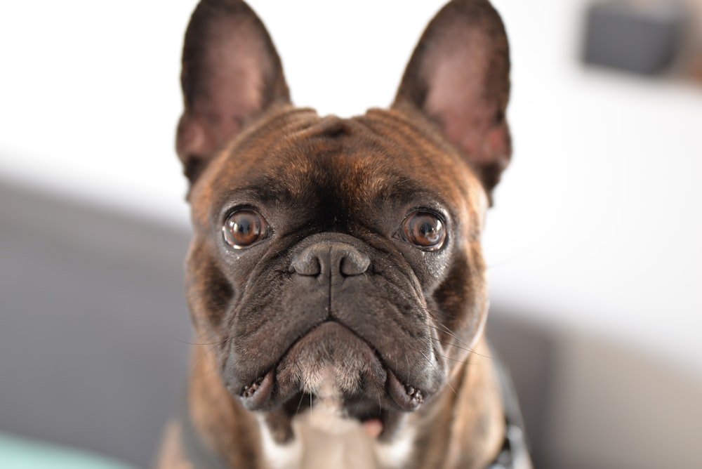 adult brindle French bulldog