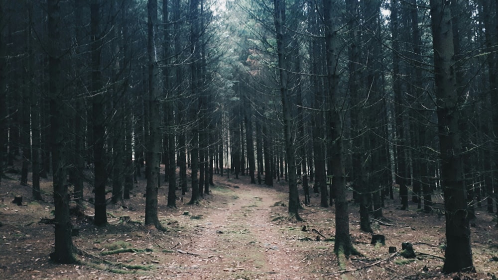 leafless trees in forest