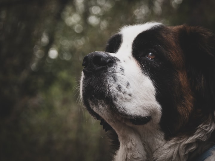 THE BOY WITH THE SOULFUL EYES