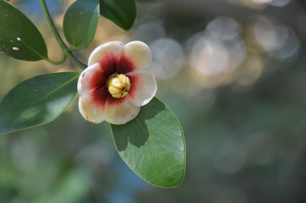 white and maroon petaled flower on selective focus photography