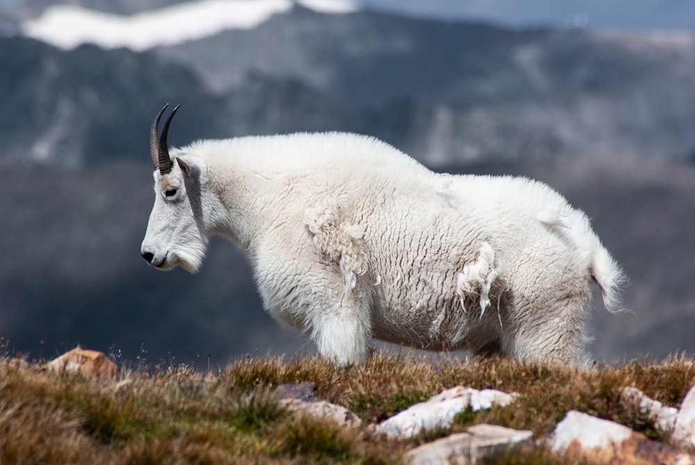 white goat