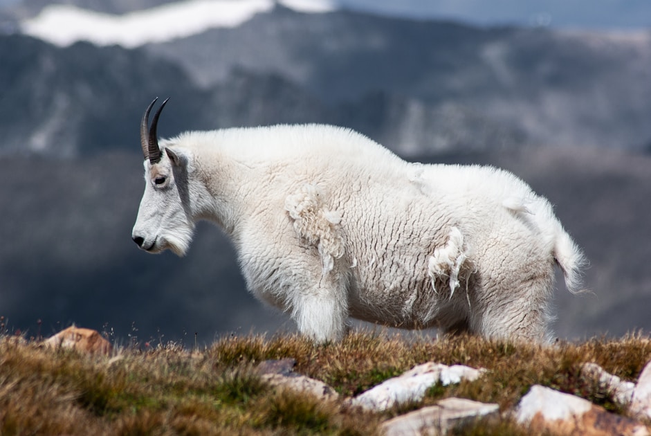 Rocky Mountain goat standing on Colorado alpine terrain near 13000 feet