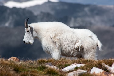 Grand Teton Cull Ends With 58 Mt. Goats Killed, Primarily in Park’s North End