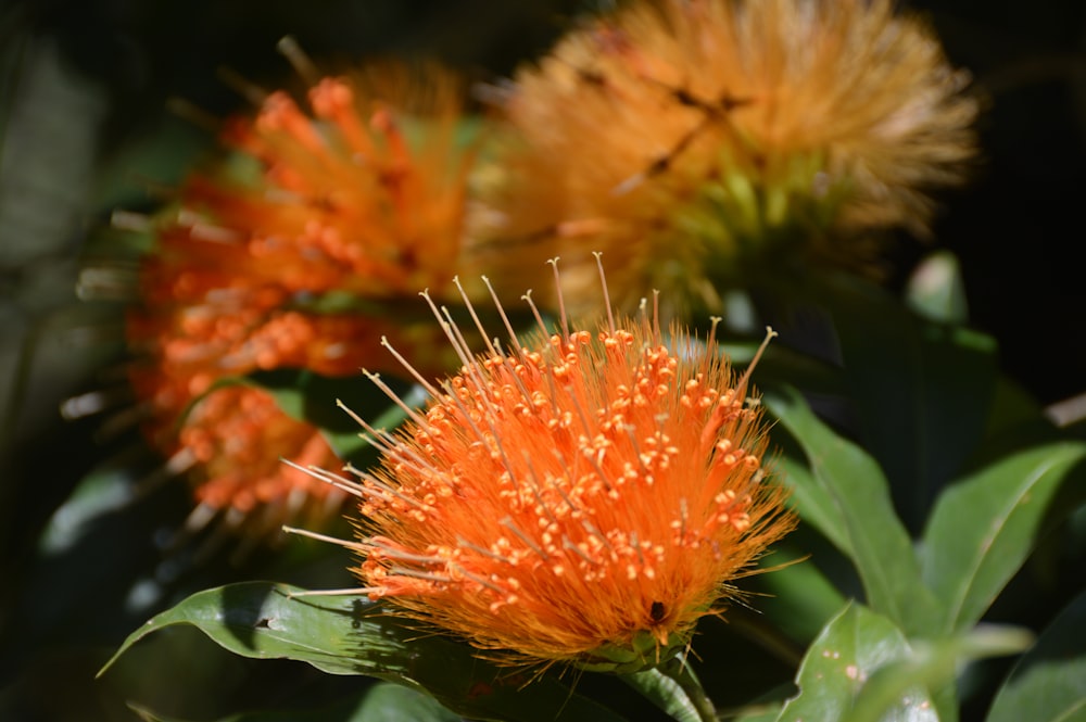 a close up of a bunch of orange flowers