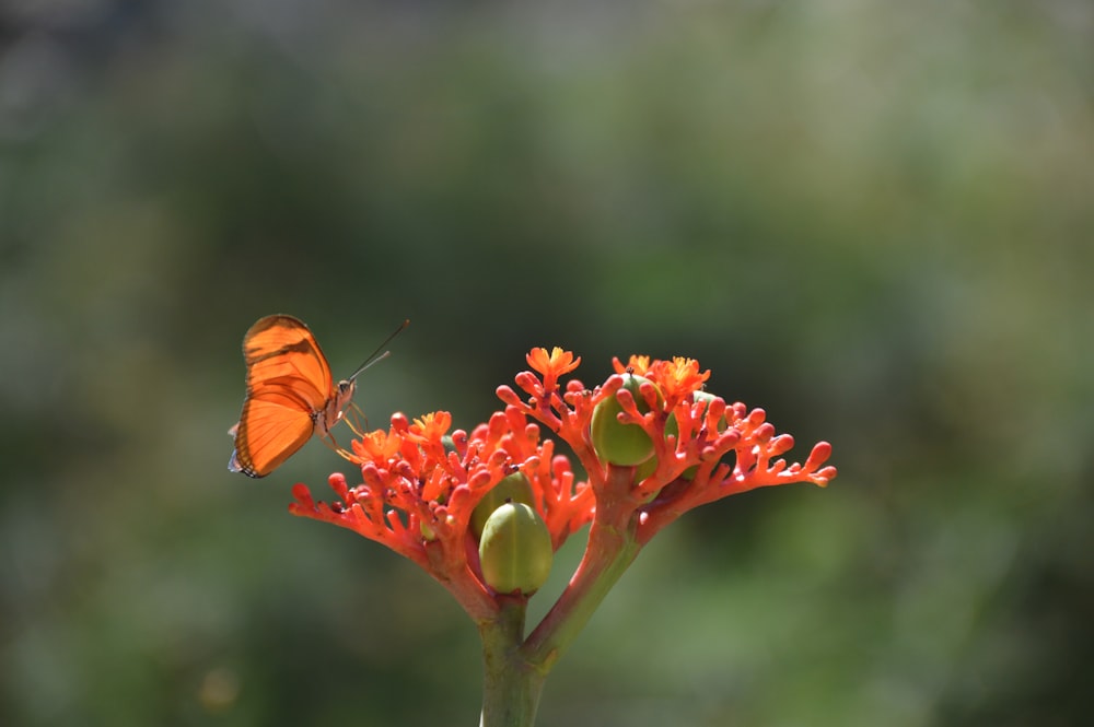 orange butterfly perching on orange flower