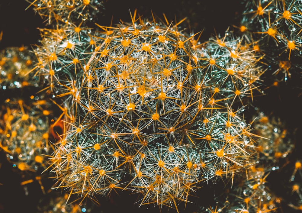 yellow and green cactus close-up photography