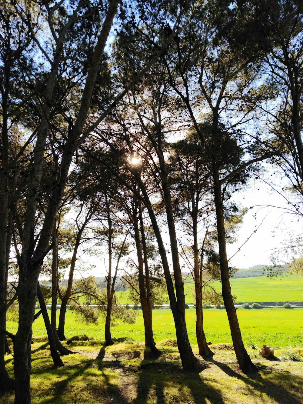 green tree forest