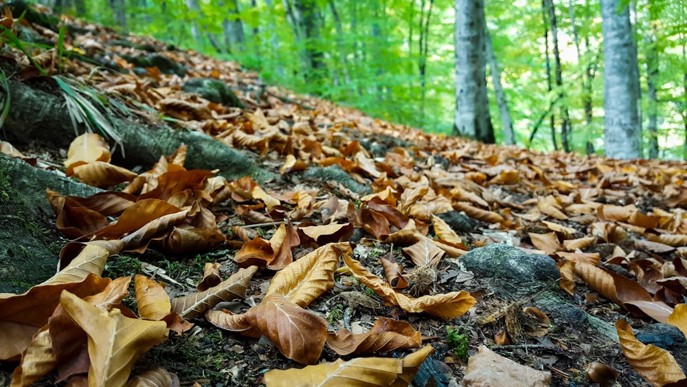 withered leaves on the ground in the forest