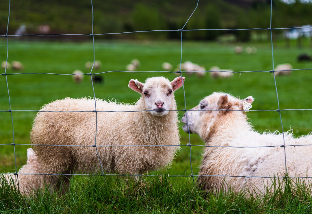 flock of sheep inside grey wire fenced pasture