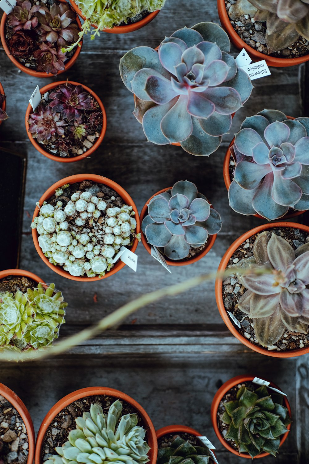 high angle photo of plants on table