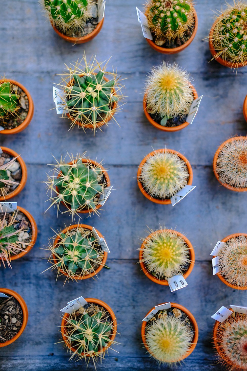 flat lay photography of green potted cacti