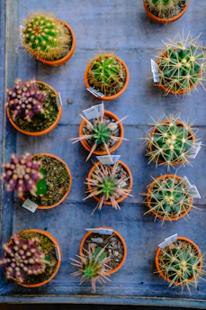 variety of cactus plant s