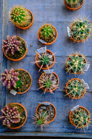 Various sizes of sotol cactus plants arranged neatly on a rustic wooden table.