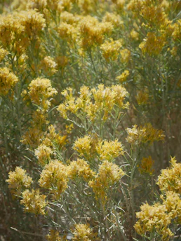 A vibrant cluster of native wildflowers blooming in a sunny Boulder neighborhood garden.