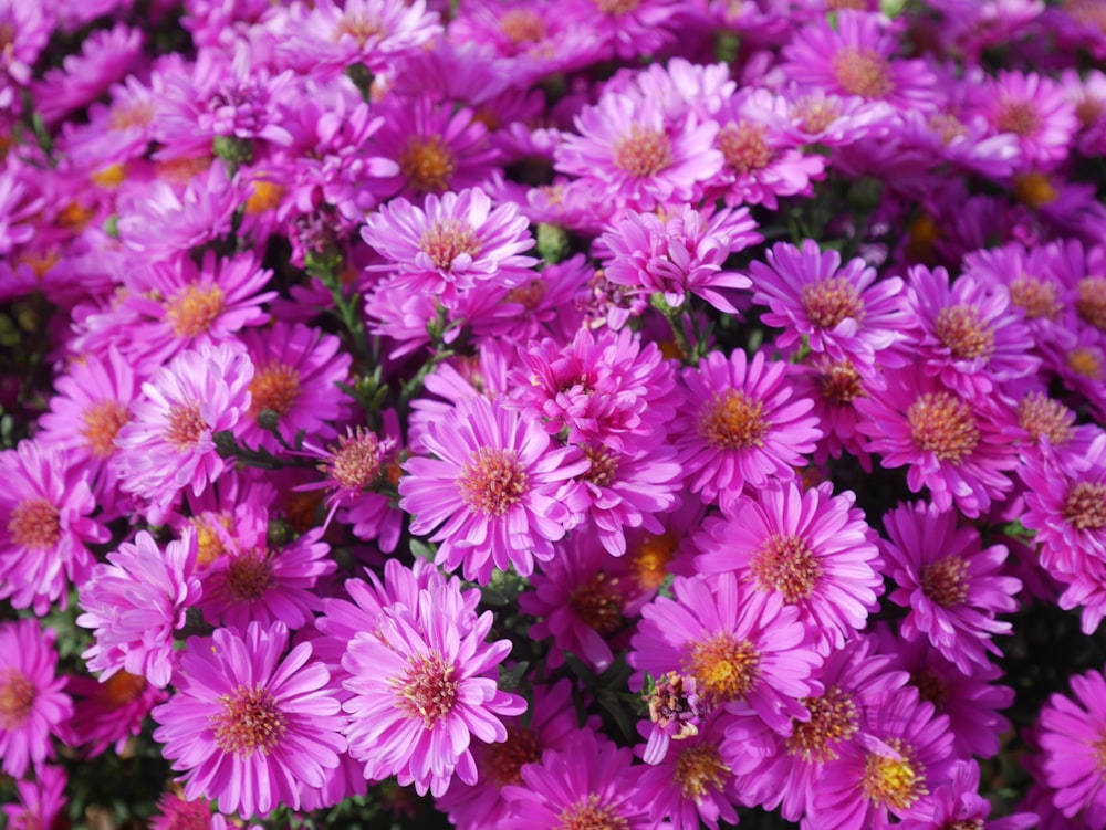 purple flowers blooming