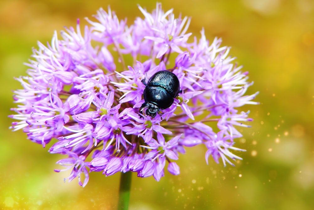 purple cluster flower