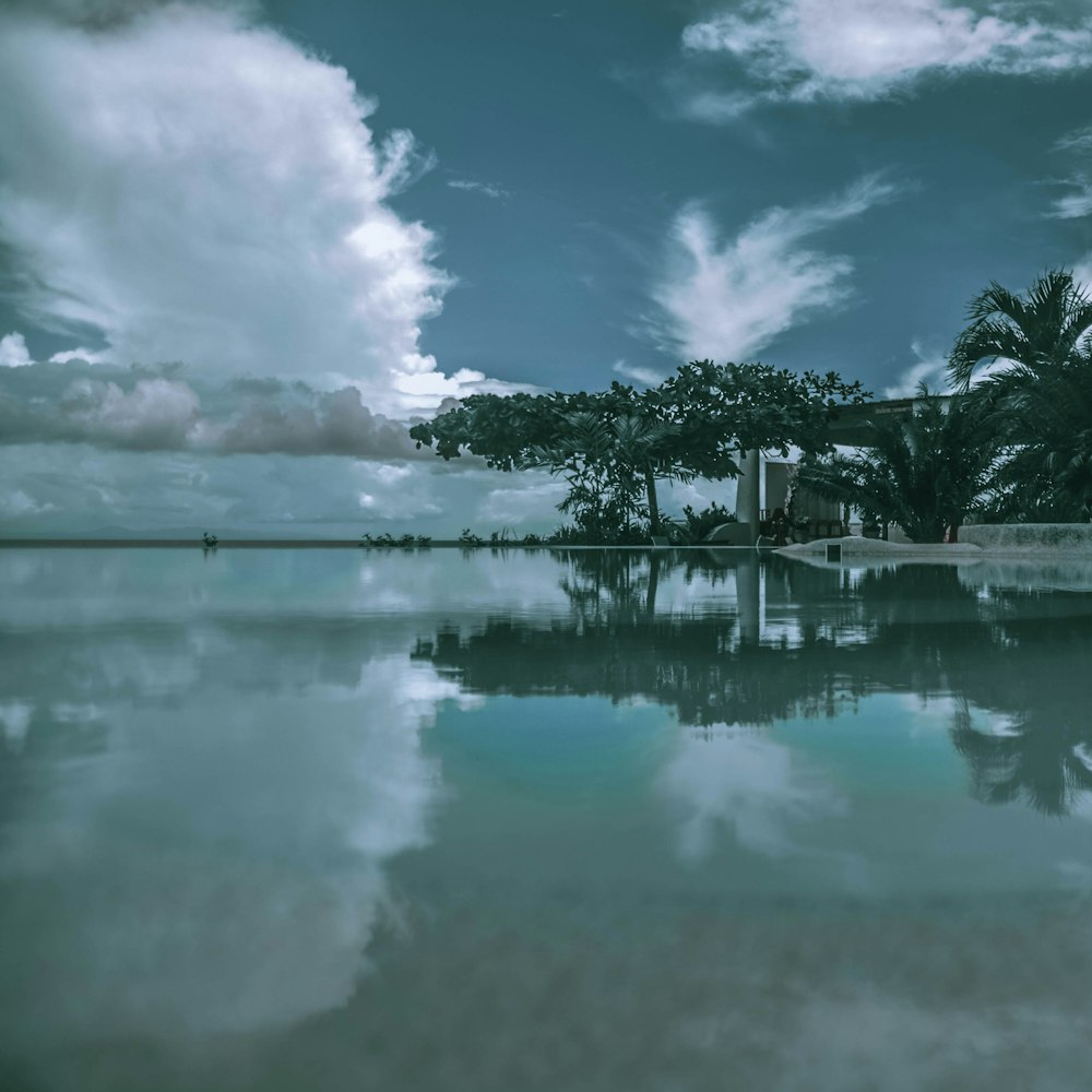 view of trees and palm trees by the sea