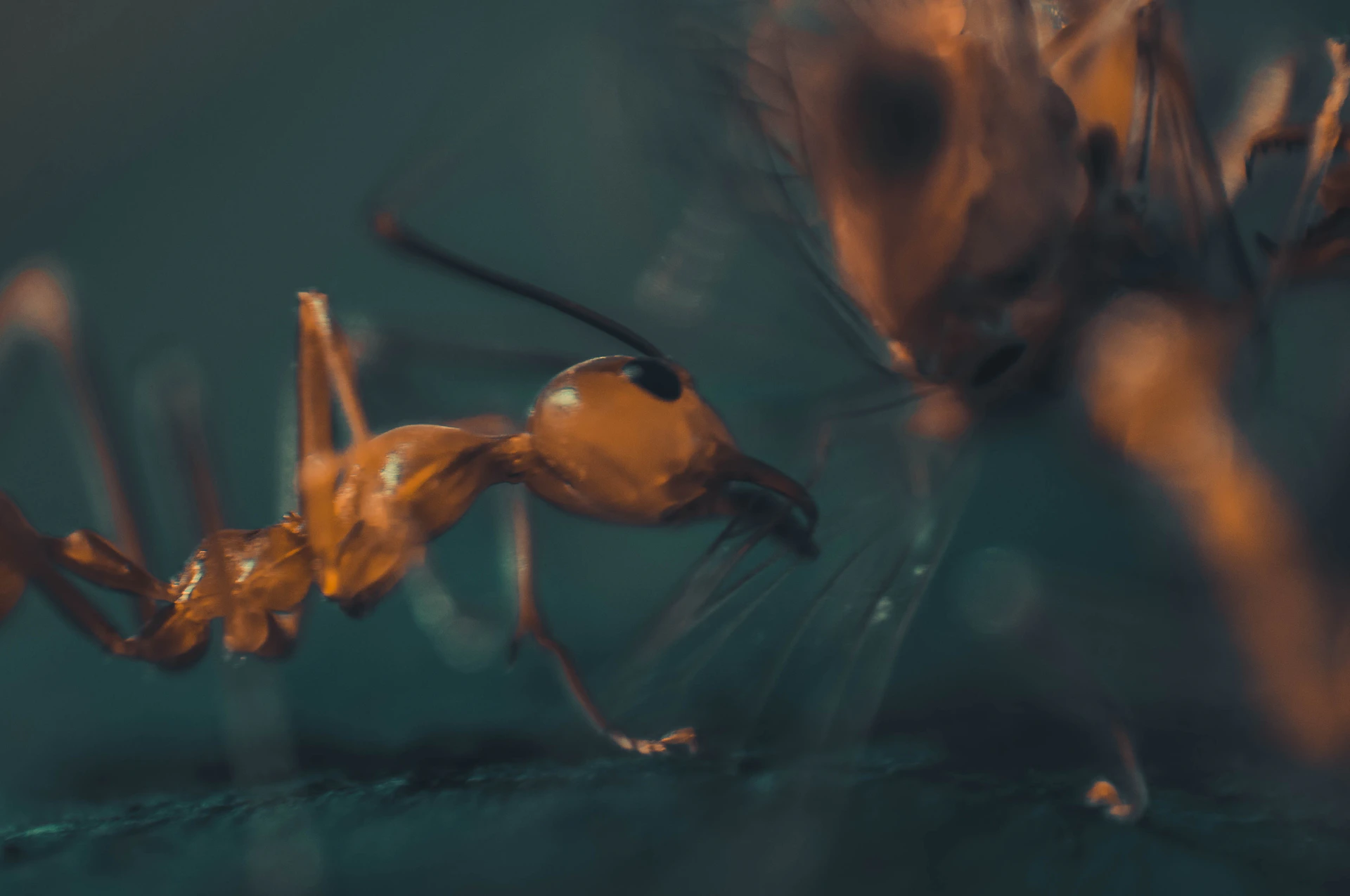 An artistic macro photo capturing the intricate details of an ant's mandibles in bright, bold colors.