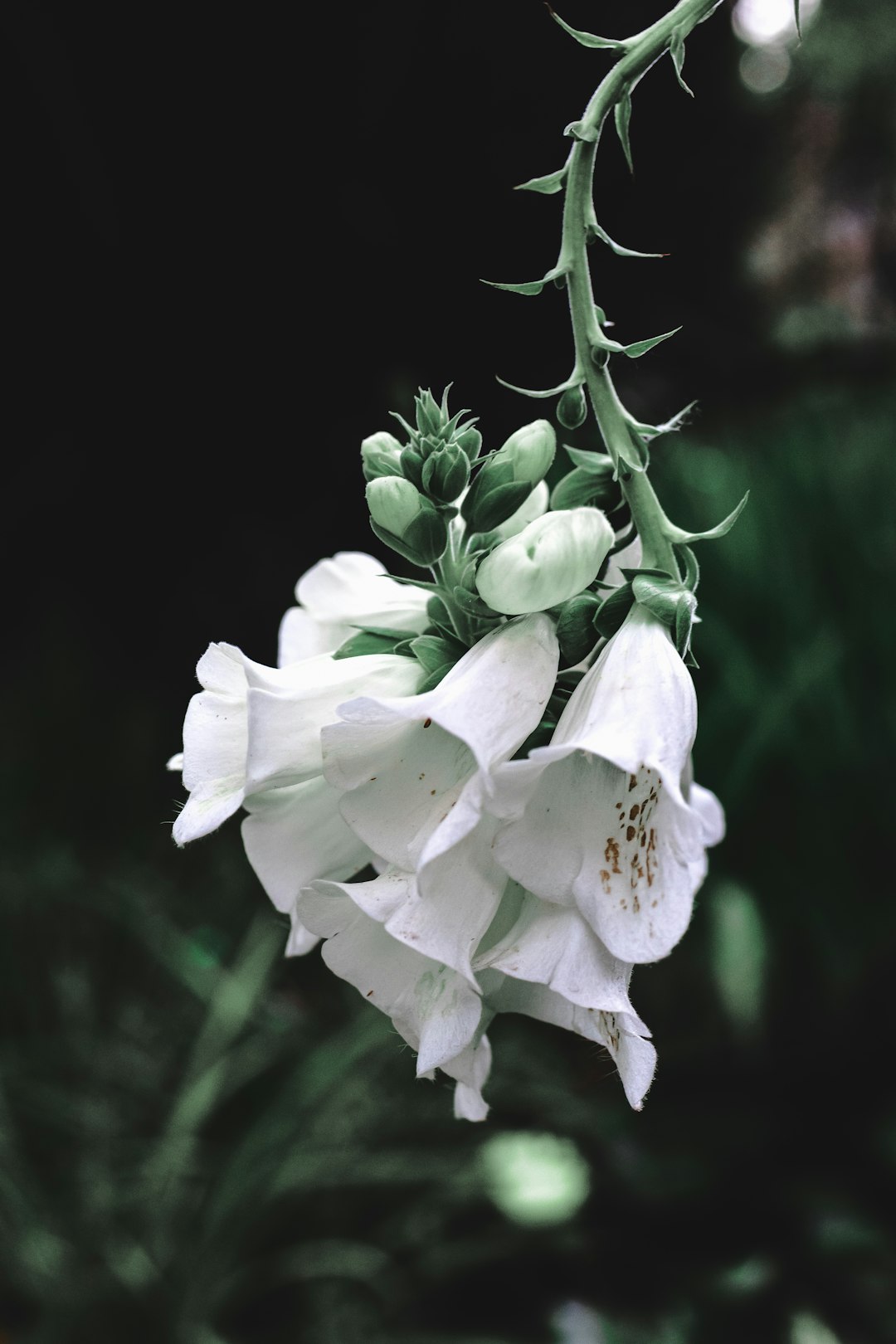 white flowering plant