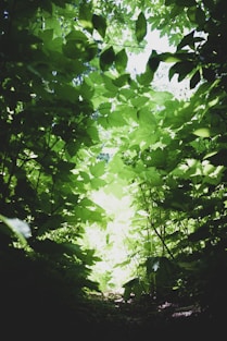closeup photo of green leafed tree