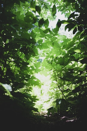 closeup photo of green leafed tree
