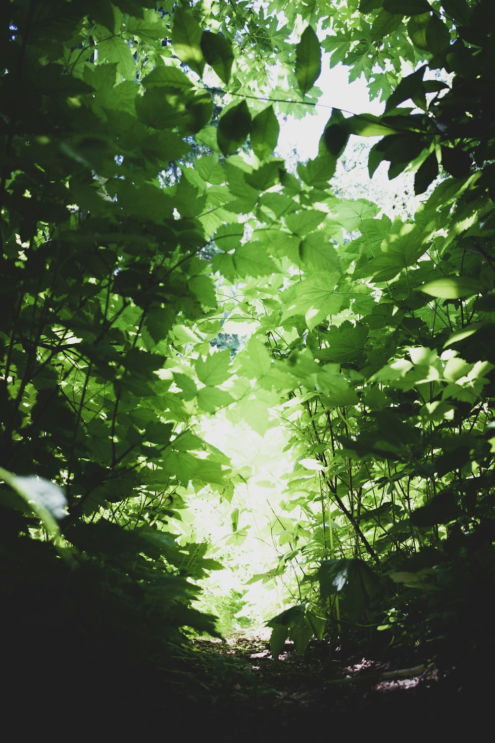 緑の葉の木のクローズアップ写真
