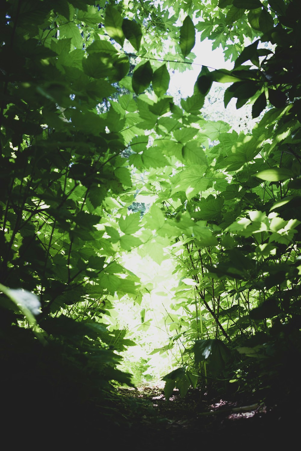 Foto de primer plano de árbol de hojas verdes