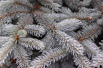 Close-up of silver fir branches showing their soft, silvery needles.
