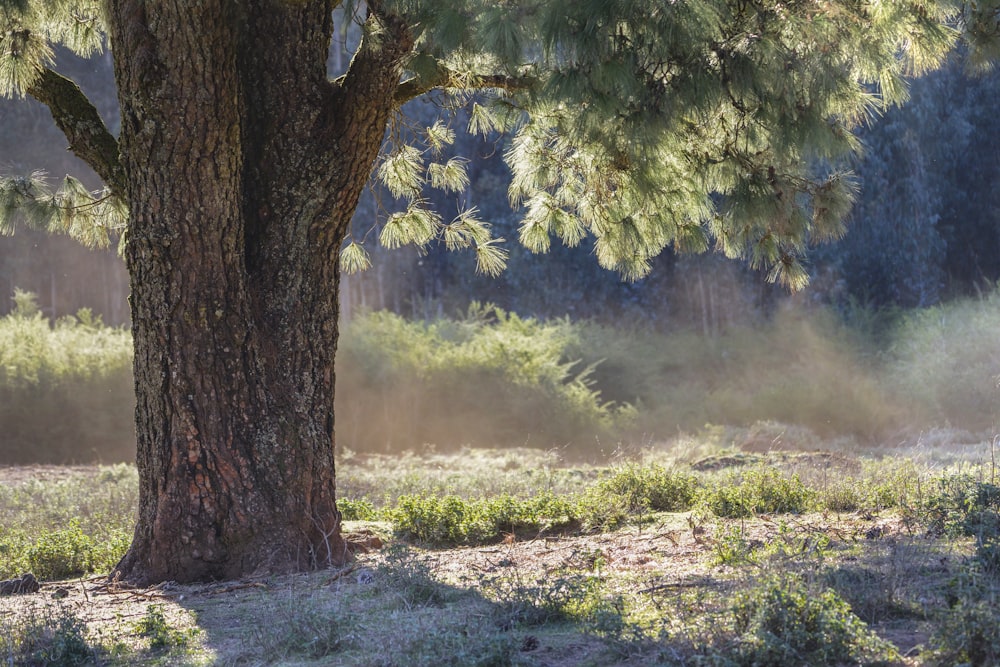 shade under a green-leafed tree