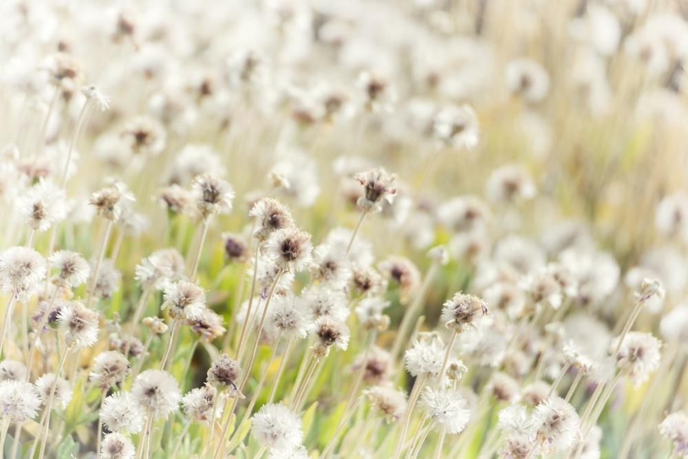 selective focus photography of brown and white flowers