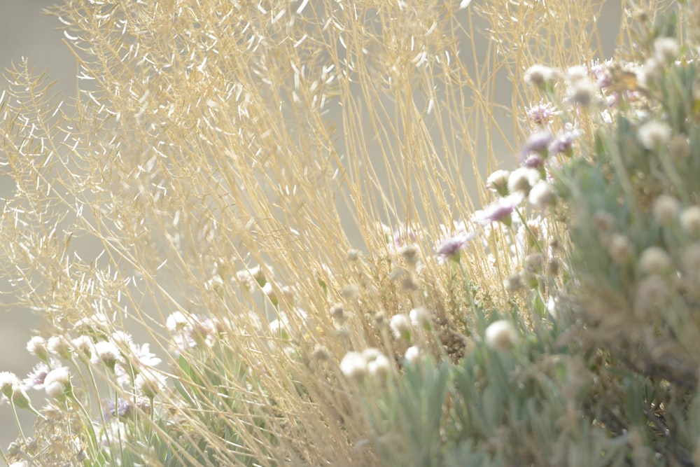 brown tall grass at daytime