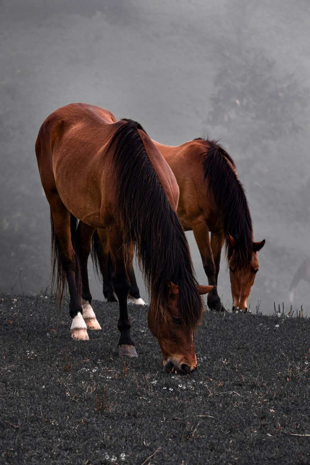 two brown horses