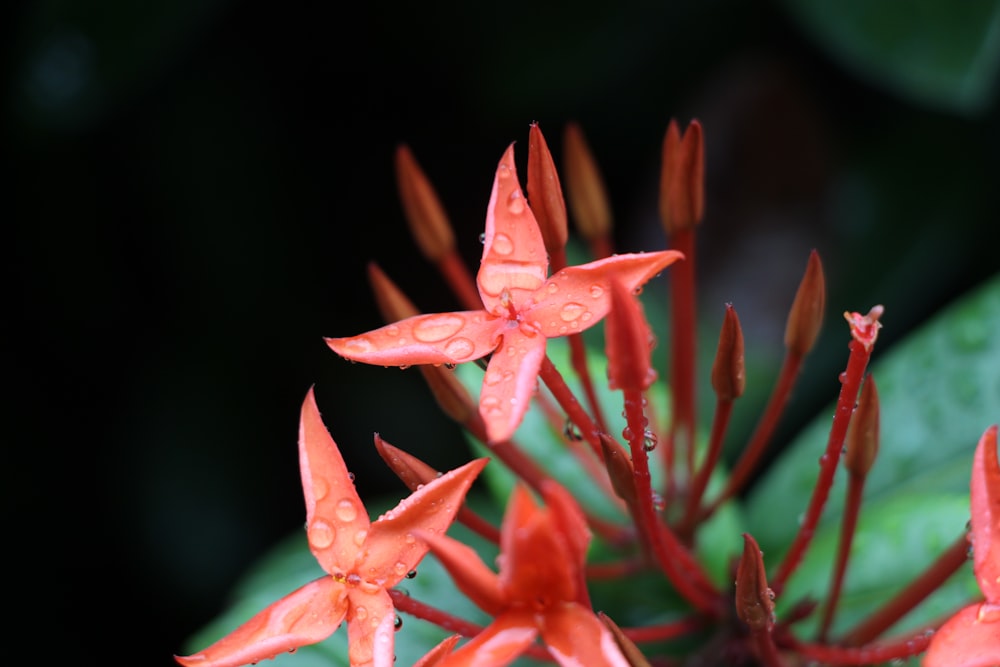 selective focus photography of red flowers