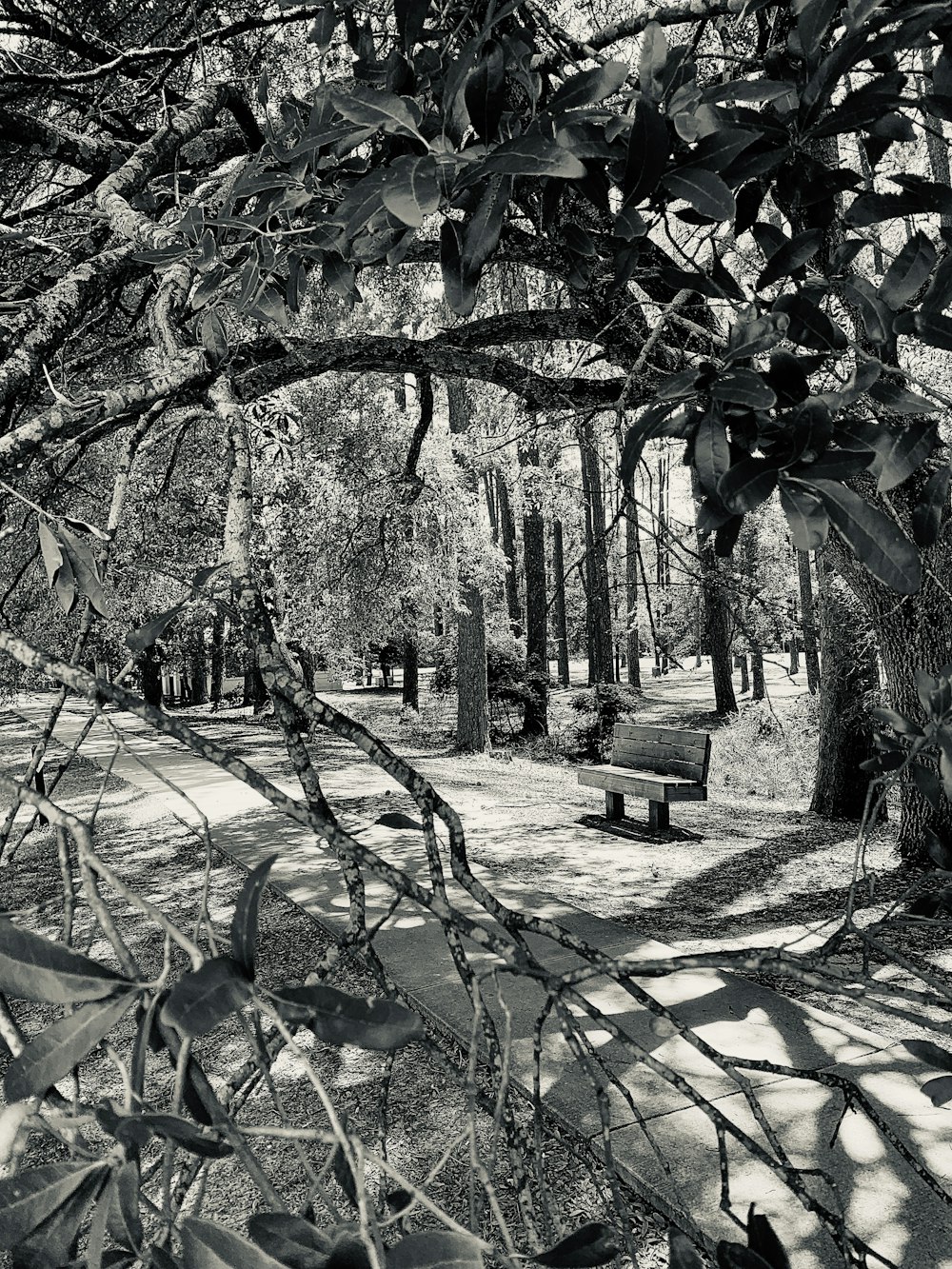 bench near trees