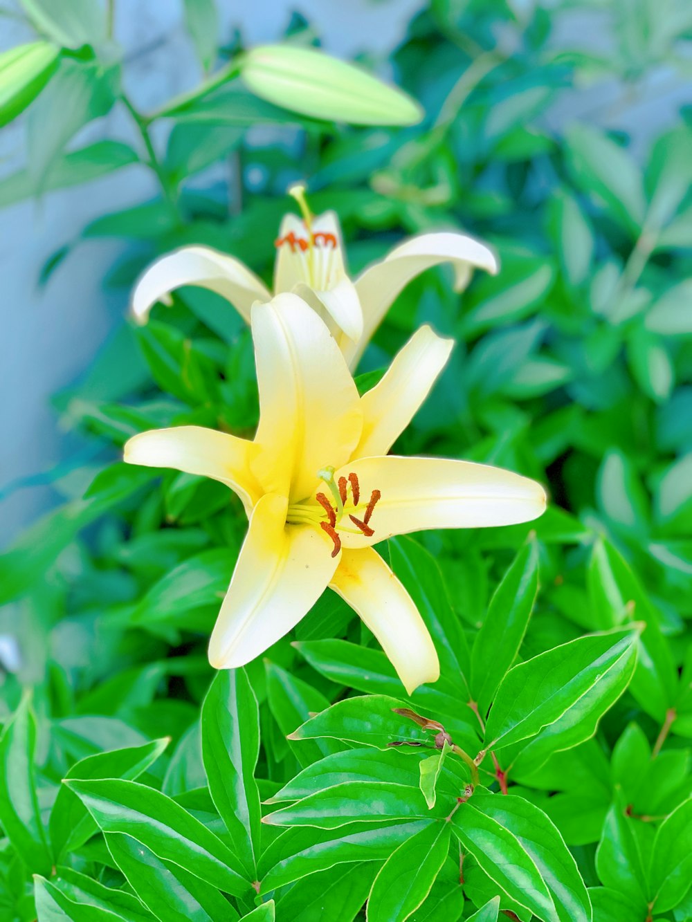 white and yellow petaled flower