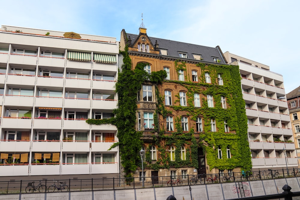 brown and gray building covered in vines