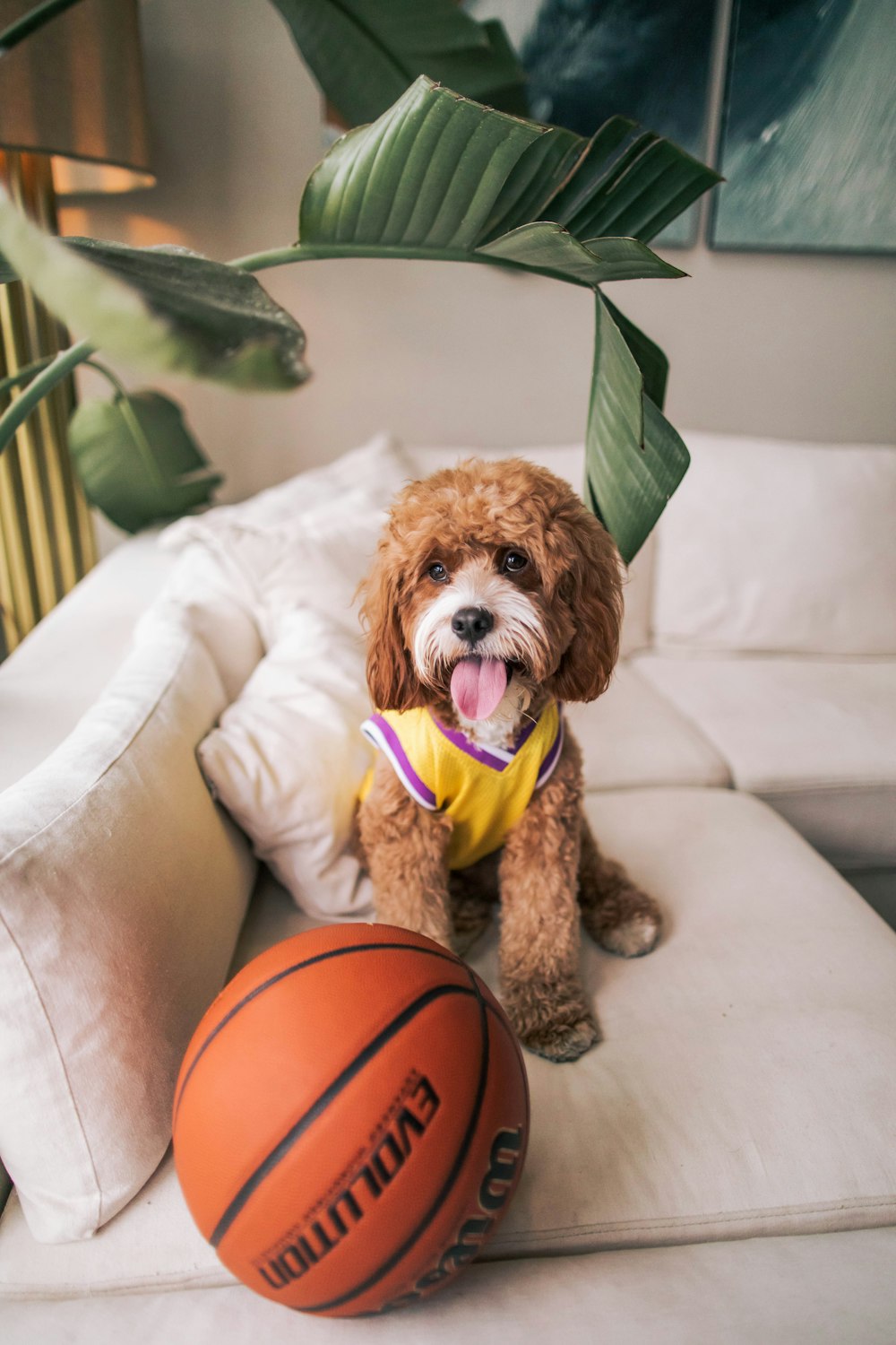 Perro mascota acostado en el sofá